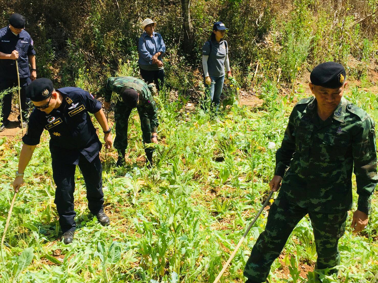 รองเลขาธิการ ป.ป.ส.ร่วมกับรองแม่ทัพน้อยที่ 3 ลงพื้นที่ติดตามการดำเนินงานเพื่อแก้ไขปัญหาการปลูกฝิ่น พร้อมตัดทำลายฝิ่นในพื้นที่ดอยสามหมื่น อ.เชียงดาว จังหวัดเชียงใหม่ รองเลขาธิการ ป.ป.ส.ร่วมกับรองแม่ทัพน้อยที่ 3 ลงพื้นที่ติดตามการดำเนินงานเพื่อแก้ไขปัญหาการปลูกฝิ่น พร้อมตัดทำลายฝิ่นในพื้นที่ดอยสามหมื่น อ.เชียงดาว จังหวัดเชียงใหม่