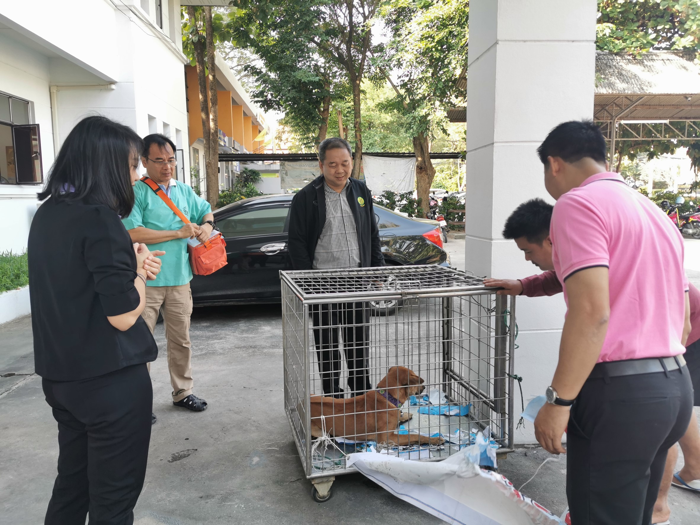 เชียงใหม่แก้ไขปัญหาสุนัขจรจัดบริเวณศูนย์ราชการจังหวัดเชียงใหม่ เชียงใหม่แก้ไขปัญหาสุนัขจรจัดบริเวณศูนย์ราชการจังหวัดเชียงใหม่