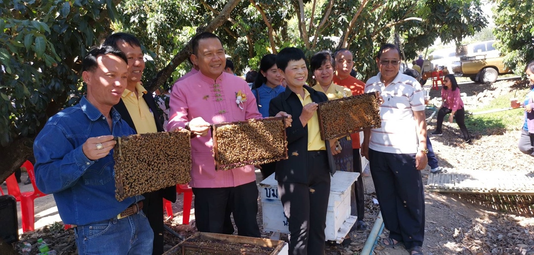 เกษตรจัดแต่งงานผึ้งกับดอกลำไยแปลงใหญ่ต้นแบบที่ อ.สันป่าตอง เชียงใหม่ รับวาเลนไทน์ เพิ่มคุณภาพทั้งลำไยและผึ้งเศรษฐกิจ เกษตรจัดแต่งงานผึ้งกับดอกลำไยแปลงใหญ่ต้นแบบที่ อ.สันป่าตอง เชียงใหม่ รับวาเลนไทน์ เพิ่มคุณภาพทั้งลำไยและผึ้งเศรษฐกิจ