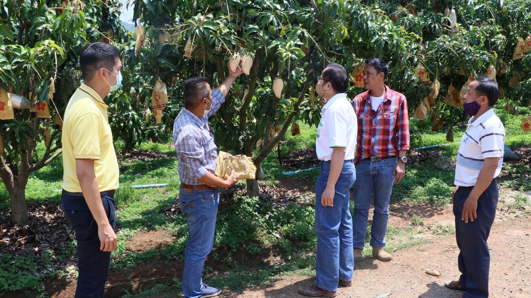 สหกรณ์จังหวัดเชียงใหม่นำทีมช่วยเหลือเกษตรกรผู้ปลูกมะม่วงในพื้นที่อำเภอฝาง อำเภอแม่อาย จังหวัดเชียงใหม่ สหกรณ์จังหวัดเชียงใหม่นำทีมช่วยเหลือเกษตรกรผู้ปลูกมะม่วงในพื้นที่อำเภอฝาง อำเภอแม่อาย จังหวัดเชียงใหม่