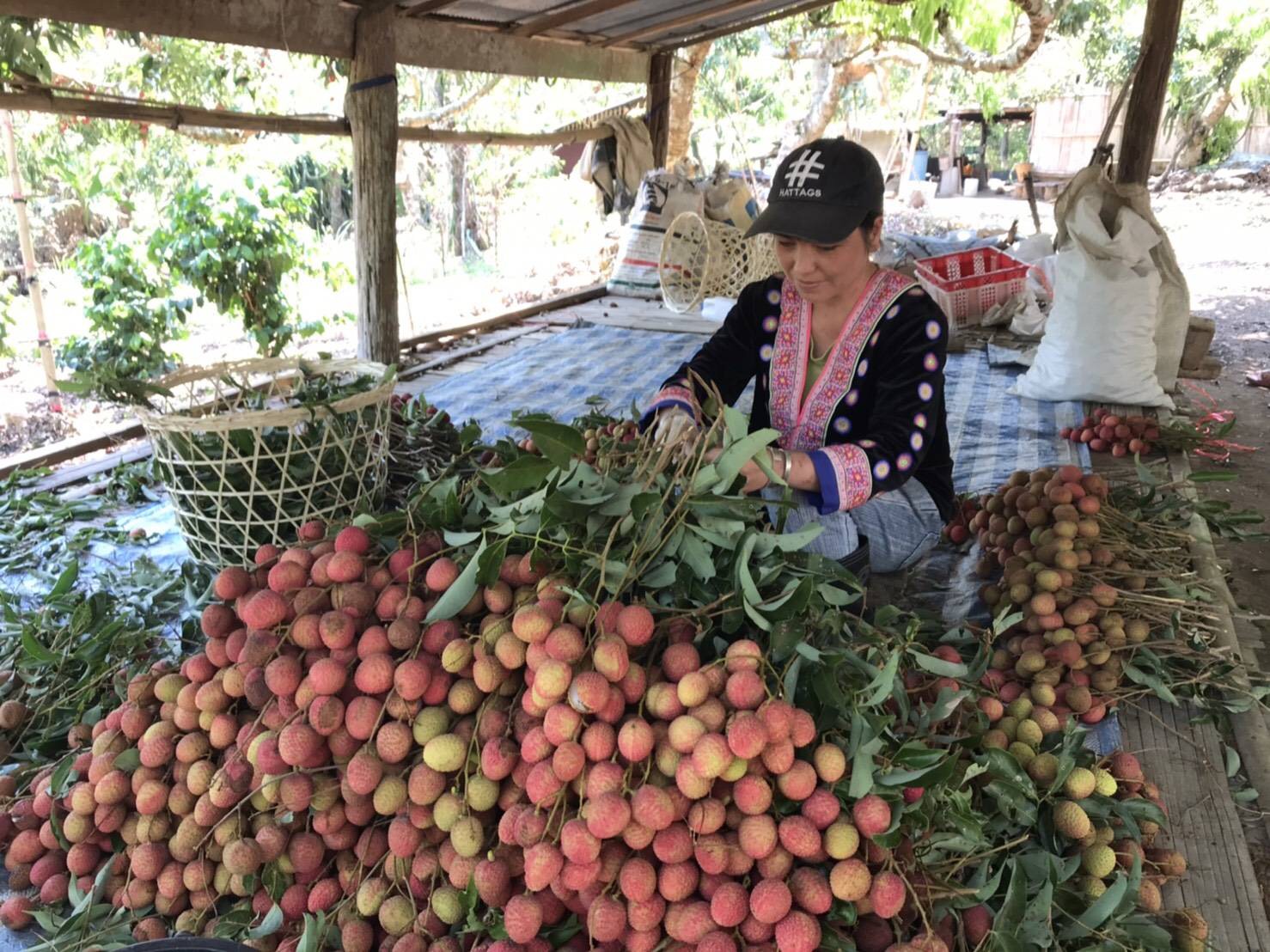 พาณิชย์เชียงใหม่ แจงมาตรการช่วยเหลือเกษตรกรด้านผลิตผลทางการเกษตร พาณิชย์เชียงใหม่ แจงมาตรการช่วยเหลือเกษตรกรด้านผลิตผลทางการเกษตร