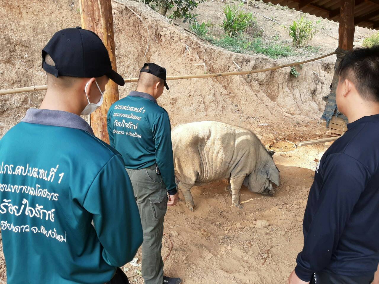 ศป.บส.ชน. ส่งเสริมการเลี้ยงหมูดำพันธุ์พื้นเมืองให้กลุ่มชาติพันธุ์ชนเผ่าม้ง บ.ห้วยลึก อ.เขียงดาว จ.เชียงใหม่ หวังประชาชนมีอาขีพที่มั่นคงลดปัญหายาเสพติดในพื้นที่ ศป.บส.ชน. ส่งเสริมการเลี้ยงหมูดำพันธุ์พื้นเมืองให้กลุ่มชาติพันธุ์ชนเผ่าม้ง บ.ห้วยลึก อ.เขียงดาว จ.เชียงใหม่ หวังประชาชนมีอาขีพที่มั่นคงลดปัญหายาเสพติดในพื้นที่