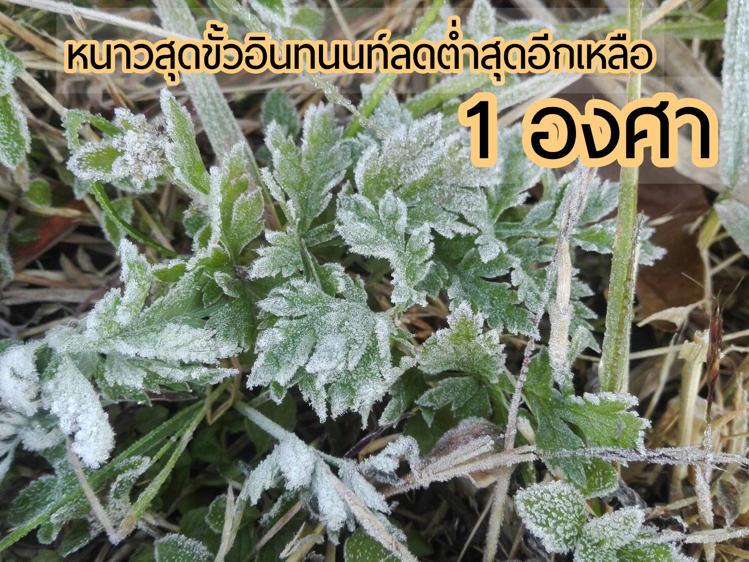 หนาวสุดขั้วอินทนนท์ลดต่ำสุดอีกเหลือ 1 องศา เกิดเหมยขาบต่อเนื่องวันที่ 3 นักท่องเที่ยวสุดฟินแห่สัมผัสบรรยากาศคึกคัก ขณะที่จังหวัดแจ้งทุกพื้นที่ดูแลผลกระทบหนาวแล้ว หนาวสุดขั้วอินทนนท์ลดต่ำสุดอีกเหลือ 1 องศา เกิดเหมยขาบต่อเนื่องวันที่ 3 นักท่องเที่ยวสุดฟินแห่สัมผัสบรรยากาศคึกคัก ขณะที่จังหวัดแจ้งทุกพื้นที่ดูแลผลกระทบหนาวแล้ว