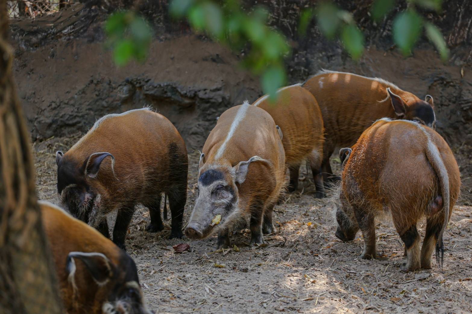 เชียงใหม่ไนท์ซาฟารี เชิญเที่ยวชมหมูป่าที่สวยงามที่สุด “หมูป่าแม่น้ำแดง เชียงใหม่ไนท์ซาฟารี เชิญเที่ยวชมหมูป่าที่สวยงามที่สุด “หมูป่าแม่น้ำแดง