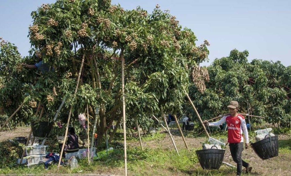 คุมเข้มมาตรการป้องกันโควิด-19 กลุ่มคนงานเก็บลำไย กำชับต้อง SWAB ทุกคน คุมเข้มมาตรการป้องกันโควิด-19 กลุ่มคนงานเก็บลำไย กำชับต้อง SWAB ทุกคน