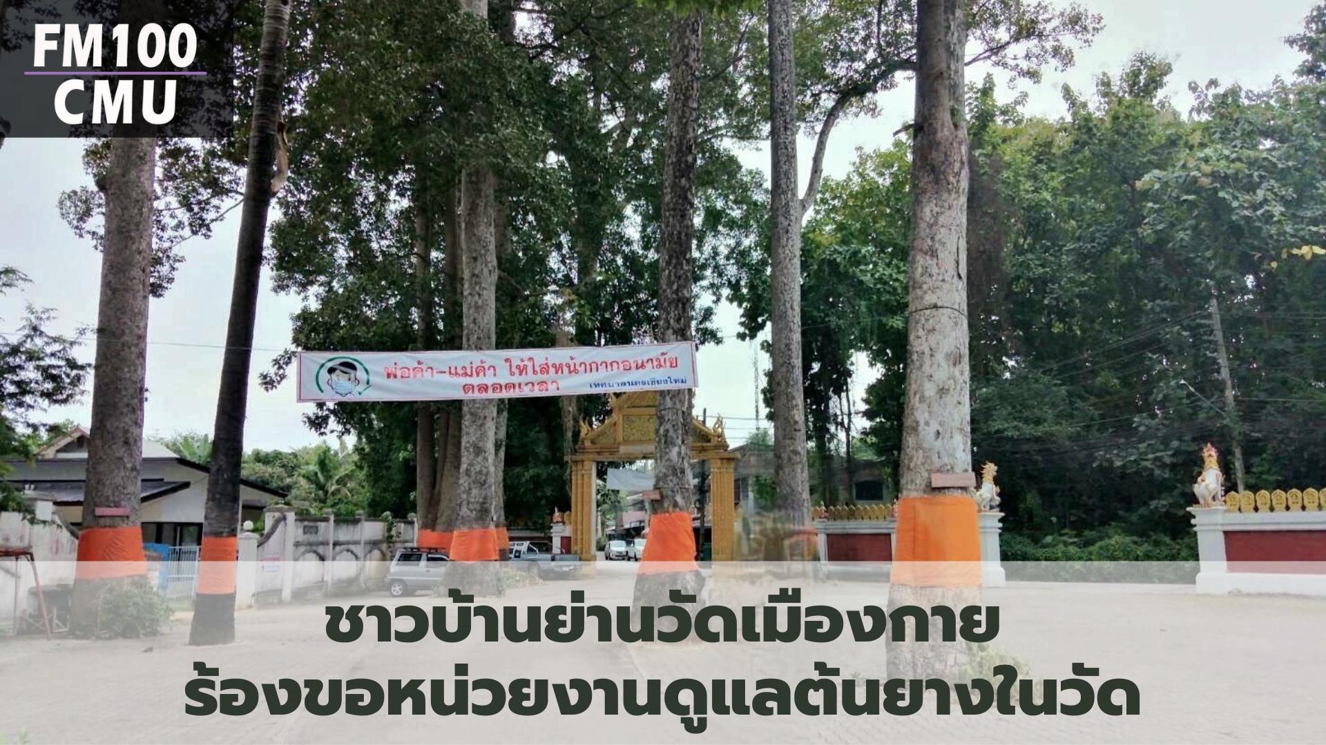 ชาวบ้านย่านวัดเมืองกายร้องขอหน่วยงานดูแลต้นยางในวัด ชาวบ้านย่านวัดเมืองกายร้องขอหน่วยงานดูแลต้นยางในวัด