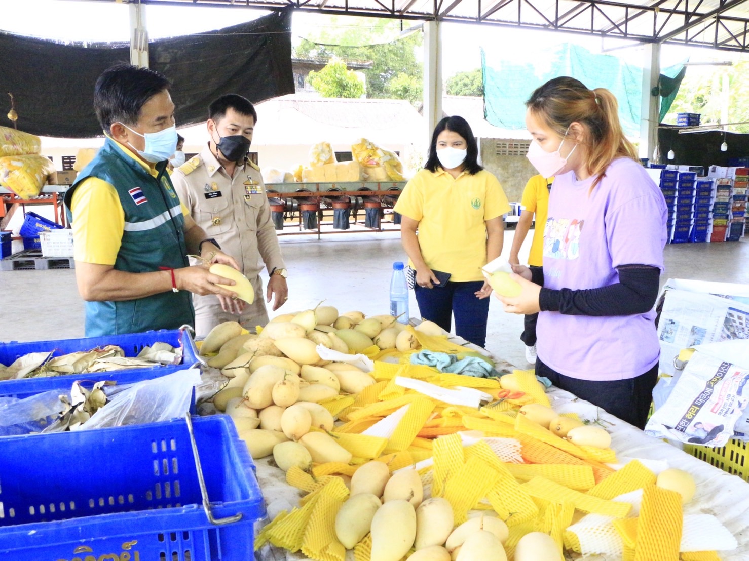 สำนักงานเกษตรจังหวัดเชียงใหม่ ชวนซื้อมะม่วงน้ำดอกไม้ สินค้าจากเกษตรกรไทย ส่งขายออกตลาดต่างประเทศ สำนักงานเกษตรจังหวัดเชียงใหม่ ชวนซื้อมะม่วงน้ำดอกไม้ สินค้าจากเกษตรกรไทย ส่งขายออกตลาดต่างประเทศ