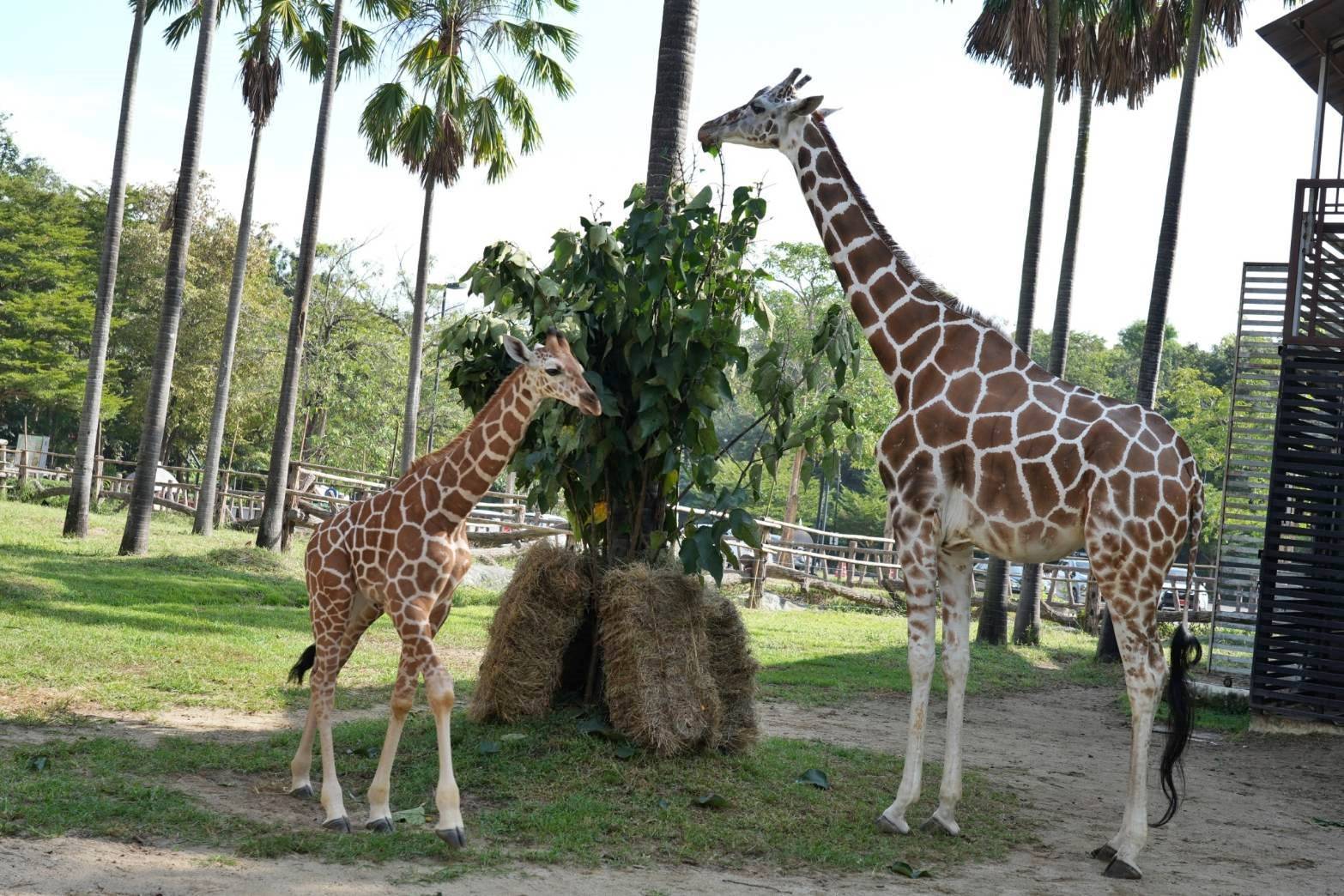 คลอดแล้ว “ลูกยีราฟ” สายพันธุ์ RETICULATE พร้อมต้อนรับวันพ่อแห่งชาติ และเชิญชวนพ่อเที่ยวเชียงใหม่ไนท์ซาฟารี ฟรี ... ในวันที่ 5 ธันวาคม นี้ คลอดแล้ว “ลูกยีราฟ” สายพันธุ์ RETICULATE พร้อมต้อนรับวันพ่อแห่งชาติ และเชิญชวนพ่อเที่ยวเชียงใหม่ไนท์ซาฟารี ฟรี ... ในวันที่ 5 ธันวาคม นี้