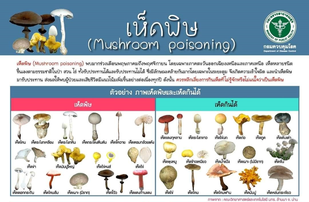 สสจ.เชียงใหม่ห่วงใยประชาชน เตือน! การซื้อหรือเก็บเห็ดป่าช่วงหน้าฝนมาทาน ต้องระวัง เห็ดพิษ อาจทำให้เสียชีวิตได้ สสจ.เชียงใหม่ห่วงใยประชาชน เตือน! การซื้อหรือเก็บเห็ดป่าช่วงหน้าฝนมาทาน ต้องระวัง เห็ดพิษ อาจทำให้เสียชีวิตได้
