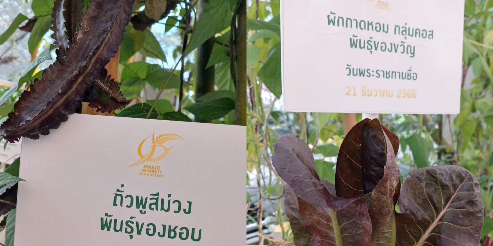 สมเด็จพระกนิษฐาธิราชเจ้า กรมสมเด็จพระเทพรัตนราชสุดาฯ สยามบรมราชกุมารี พระราชทานชื่อพืชผักพันธุ์ใหม่ จำนวน 2 พันธุ์ สมเด็จพระกนิษฐาธิราชเจ้า กรมสมเด็จพระเทพรัตนราชสุดาฯ สยามบรมราชกุมารี พระราชทานชื่อพืชผักพันธุ์ใหม่ จำนวน 2 พันธุ์