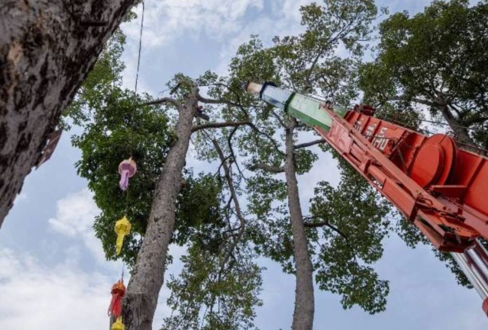 เชียงใหม่ตัดแต่งต้นยางนายักษ์'ไม้หมายเมืองเชียงใหม่' อายุร่วม 150 ปี หวั่นเกิดปัญหาช่วงใกล้เข้าฤดูร้อนหวั่นพายุกระหน่ำหักโค่น สร้างความปลอดภัยให้ ปชช.