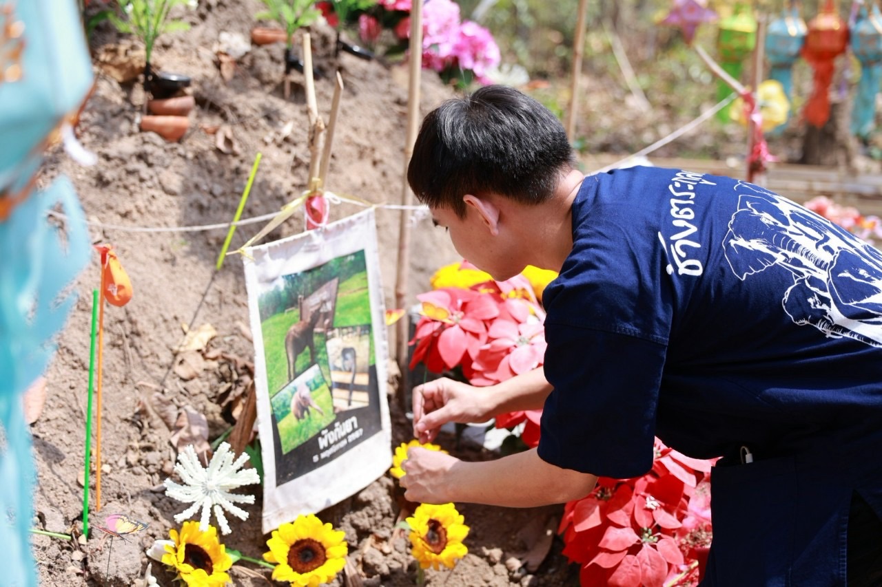 ร่วมทำบุญรำลึกถึงช้างที่ล่วงลับไปแล้วเนื่องในวันช้างไทย 2568 พระสงฆ์สามเณรวัดเจดีย์หลวงจังหวัดเชียงใหม่และกลุ่มญาติธรรม พระครูอ๊อดวัดเจดีย์หลวงเชียงใหม่ ร่วมวางดอกไม้รำลึกการจากไปของพังกันยาลูกช้างป่าพัดหลงโขลง ที่หลุมศพช้างพังกันยา ร่วมทำบุญรำลึกถึงช้างที่ล่วงลับไปแล้วเนื่องในวันช้างไทย 2568 พระสงฆ์สามเณรวัดเจดีย์หลวงจังหวัดเชียงใหม่และกลุ่มญาติธรรม พระครูอ๊อดวัดเจดีย์หลวงเชียงใหม่ ร่วมวางดอกไม้รำลึกการจากไปของพังกันยาลูกช้างป่าพัดหลงโขลง ที่หลุมศพช้างพังกันยา